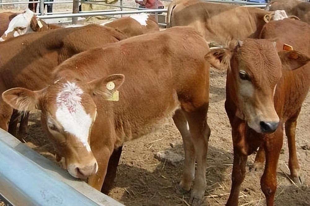 肉牛养殖技术西门塔尔牛养殖视频,生牛养殖和肉牛养殖的区别