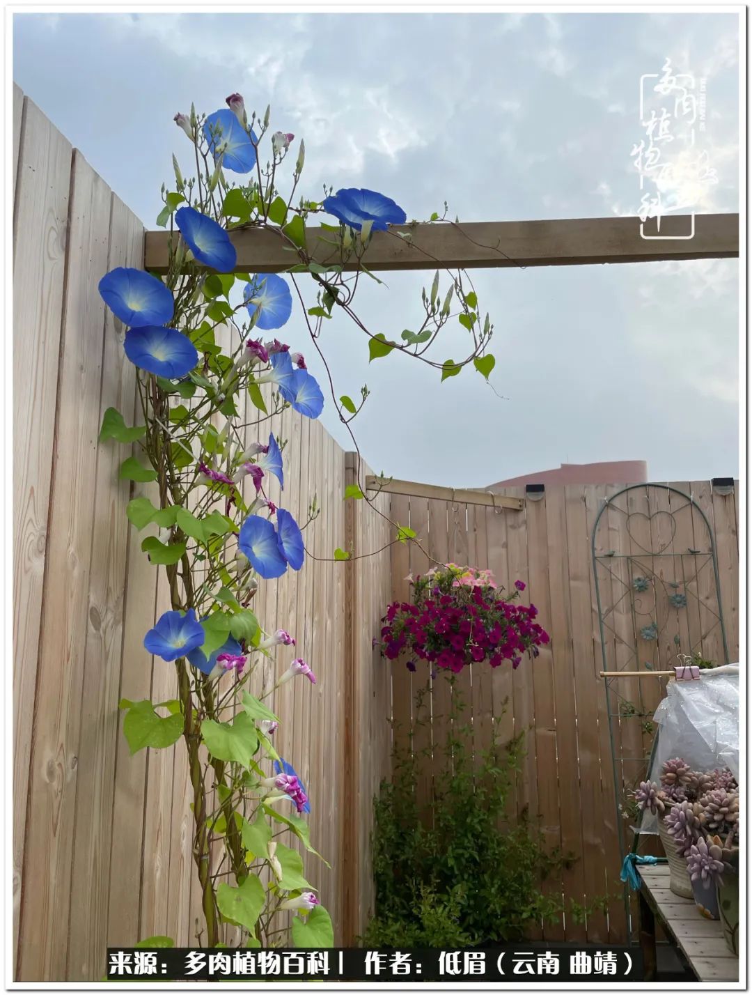 养了七年多肉,养了八年的肉肉终于开花了