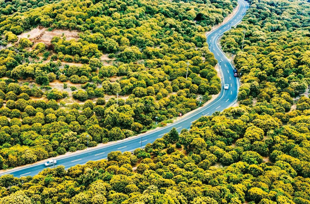 茂名借“荔”发力，做好“土特产”文章|南方杂志报道