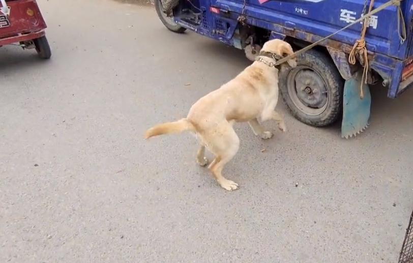 100斤拉布拉多被送到狗市售卖,100多斤的拉布拉多被主人卖了