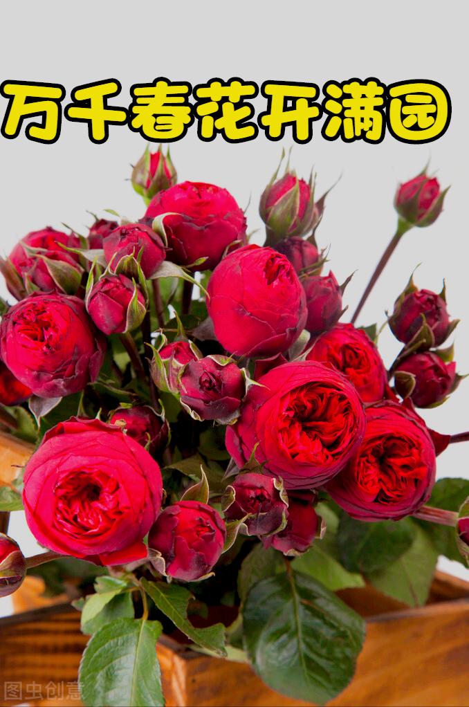 一花一叶最深情，万千*光春**花满园，花开惊艳时光，花香温柔岁月