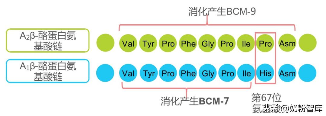 金领冠珍护奶粉新国标与旧国标,新版金领冠珍护2段奶粉测评