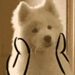 宠主三个月狗狗眼睛变白色？菲尔顿：再不治就要失明了