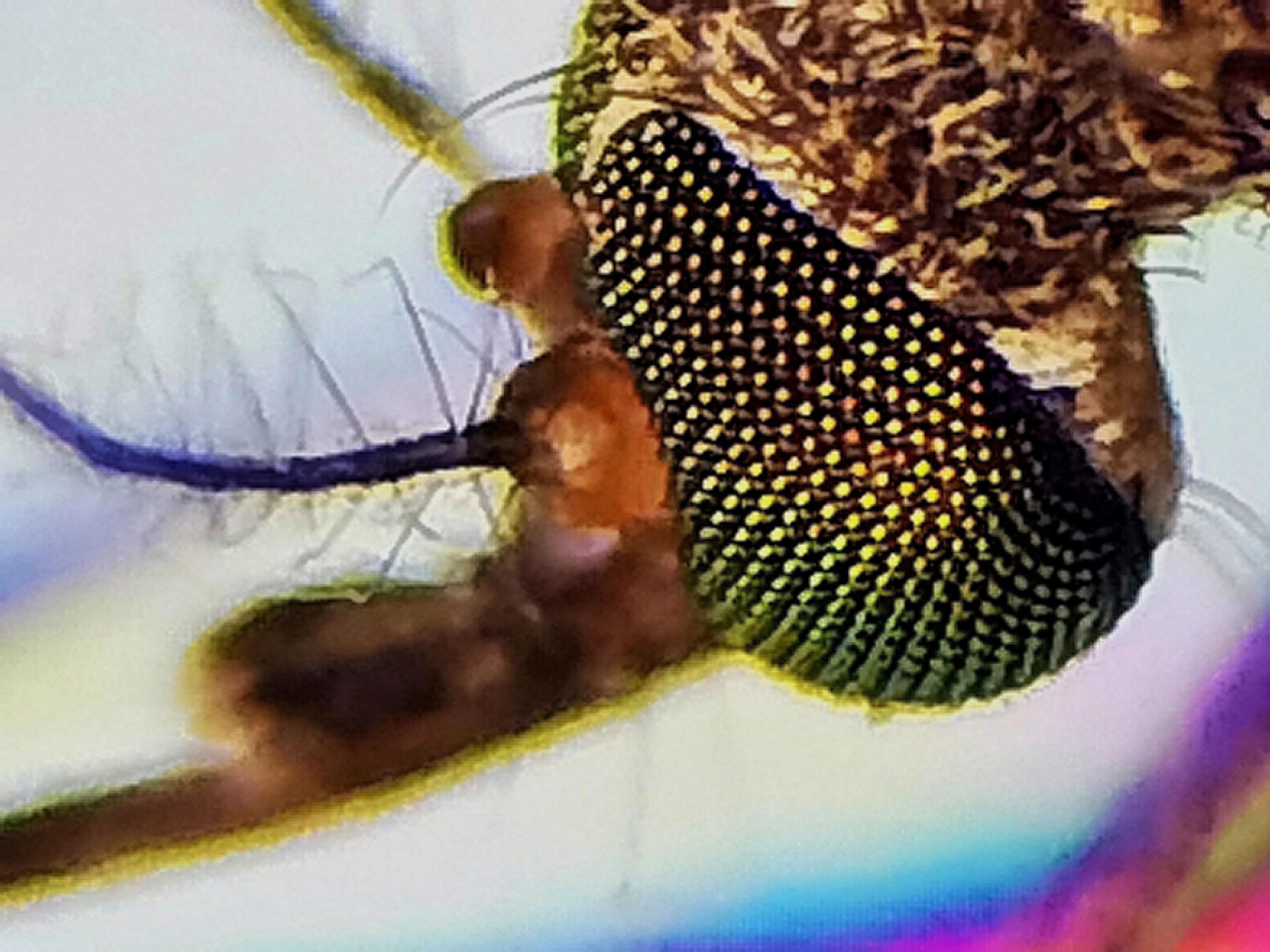 蚊子眼睛是什么样子的,科普蚊子眼睛