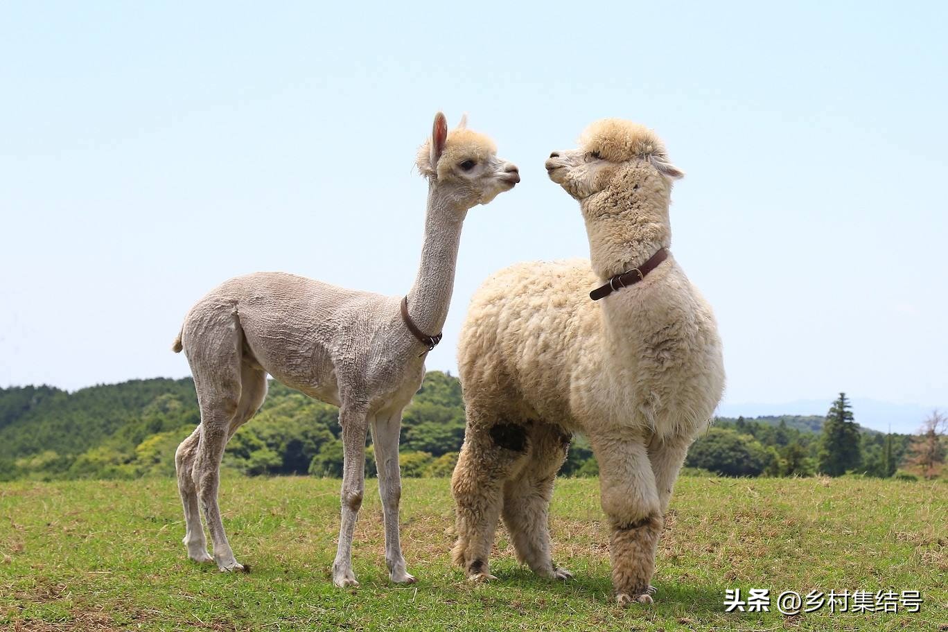 日本亲子农场主题乐园,日本妈妈牧场成功的原因