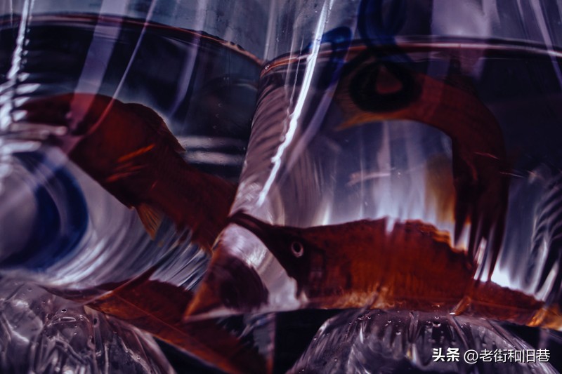 罗生门和黄粱梦,罗生门香港live