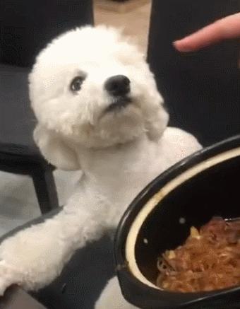 养比熊的都进来，不要再让“悲剧”发生了