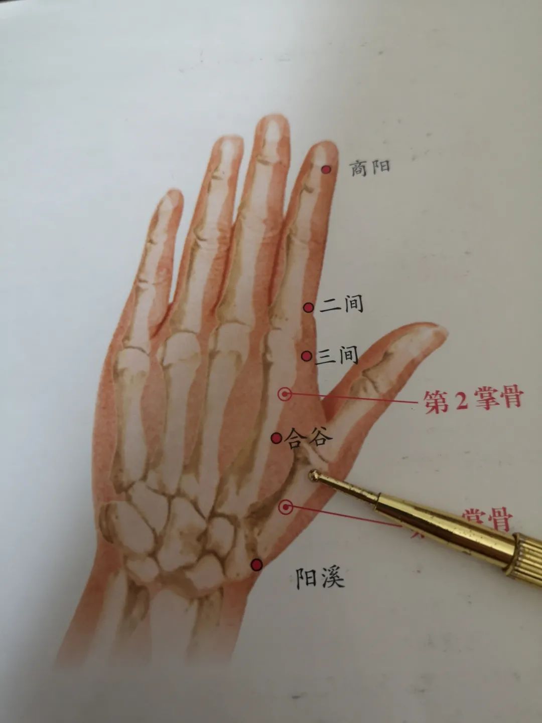 抑郁不开心长斑月经不调失眠多梦还头疼，不如按一按四关穴！