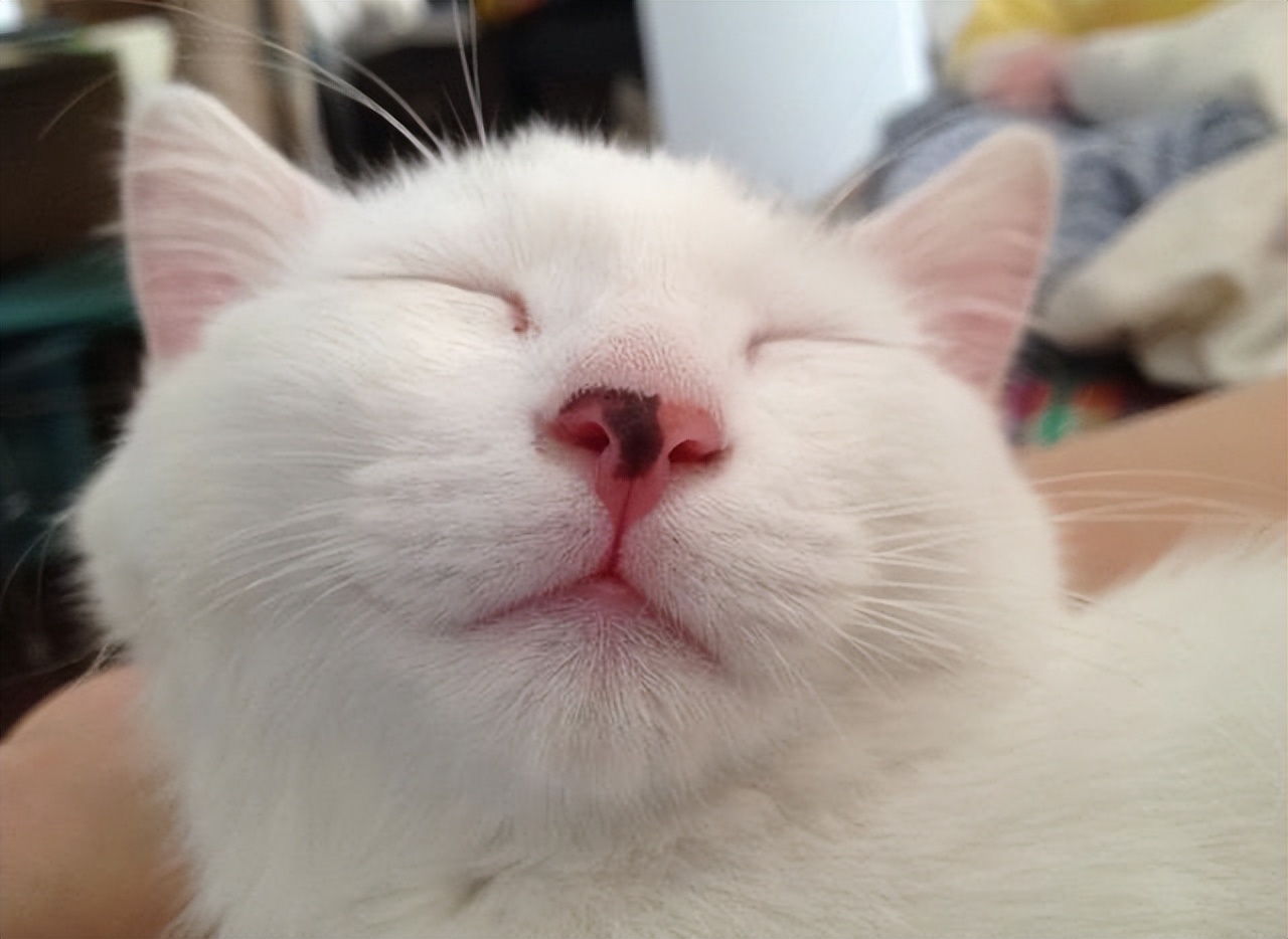 新手要知道的养猫小知识,养猫必知的十条冷知识大全