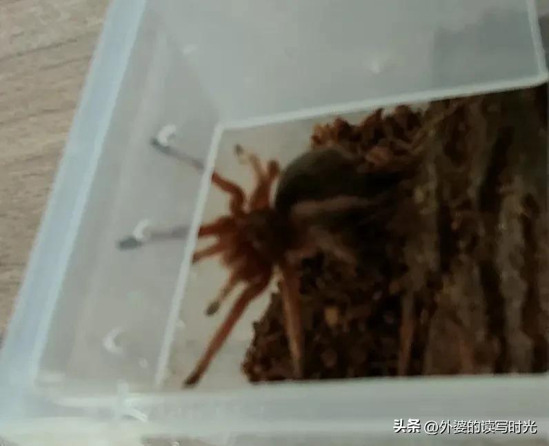 养宠物越来越多的现象,小朋友养宠物的利与弊