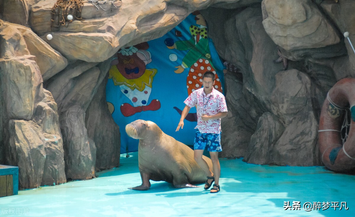 大连老虎滩海洋公园极地馆视频,大连老虎滩海洋公园和发现王国