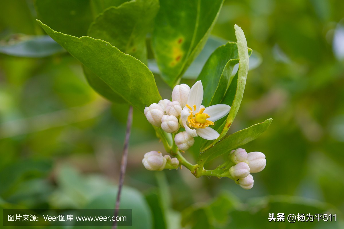 诗意香橼花（并柑橘橙柚花）