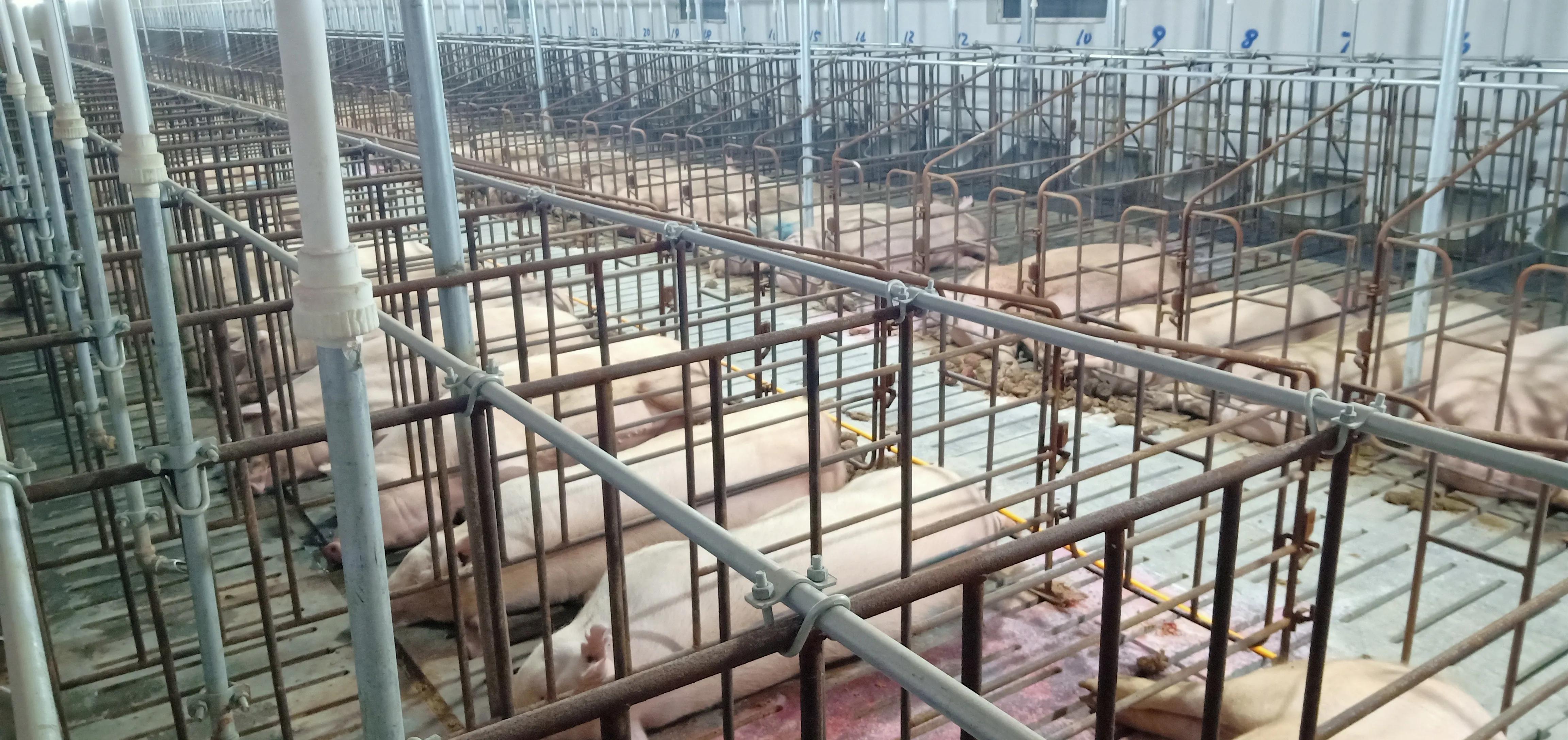 养猪场工作比电子厂好吗,年轻人养猪场上班怎么样