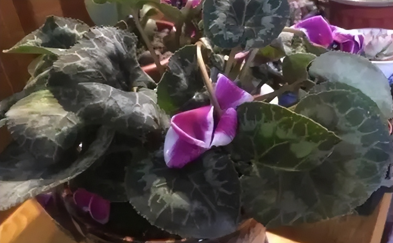 5种花浇不死浇水越多长得越旺,十种不能乱浇水的花