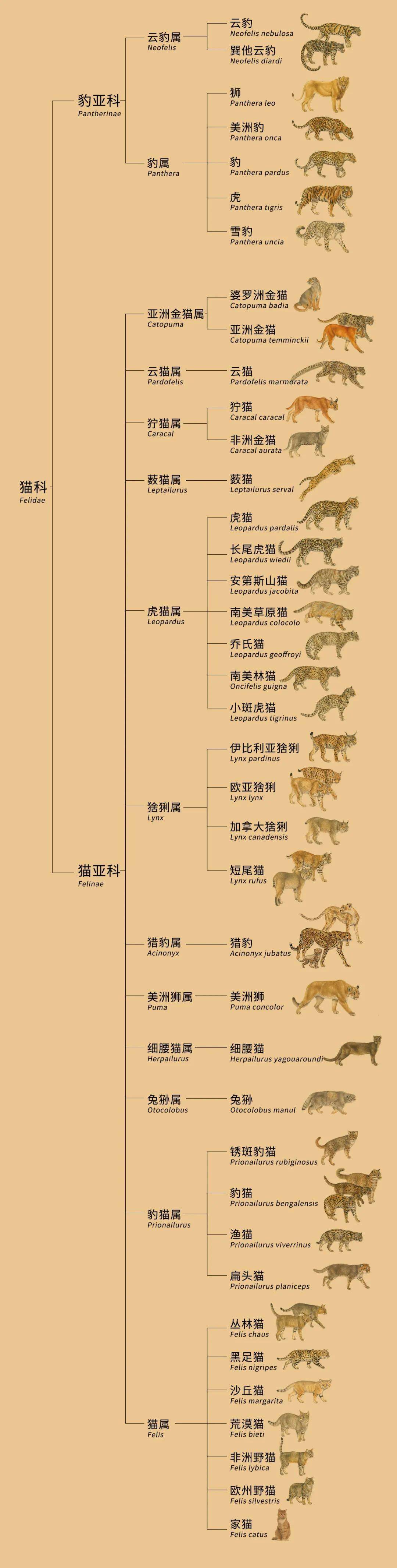 野生双峰骆驼和家养骆驼有何区别,野骆驼和骆驼是一个物种吗