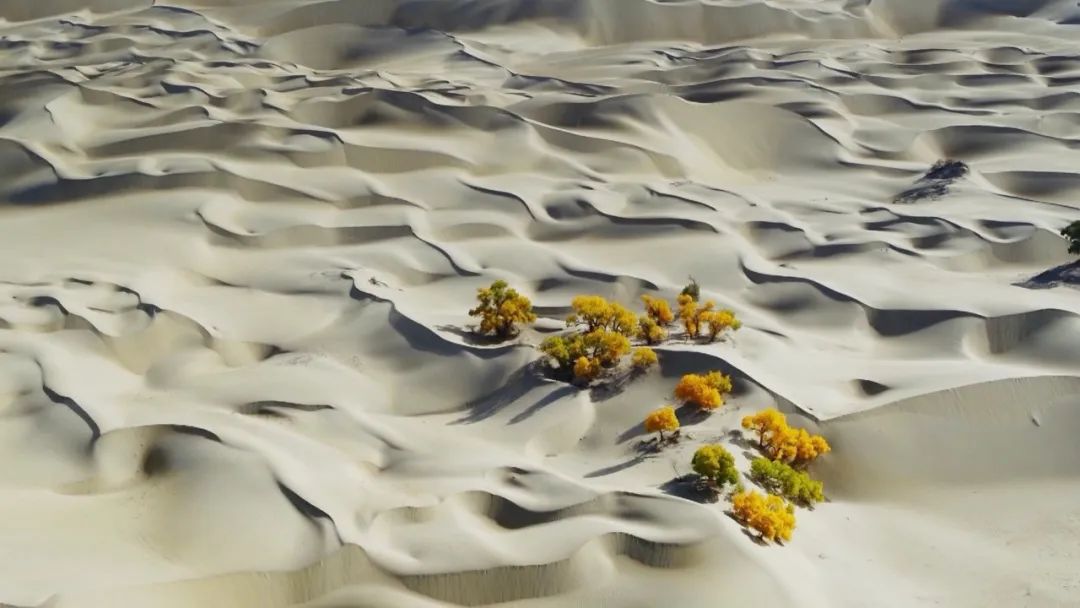 96岁还在奔波工作，这老爷子做出了今年9.8分神片