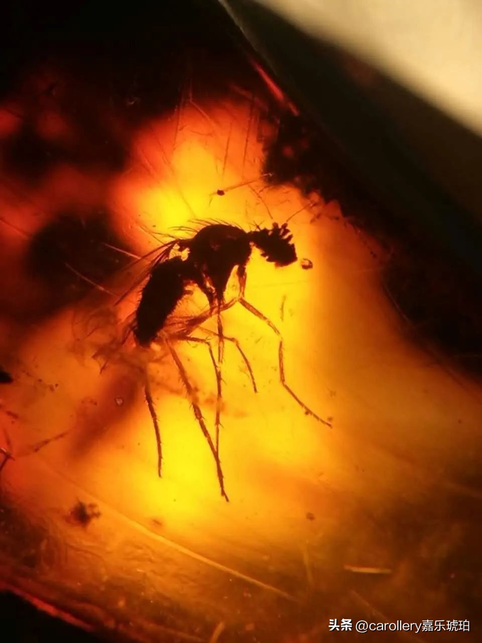 小琥珀嵌在煤精里,这块琥珀的科学价值是什么