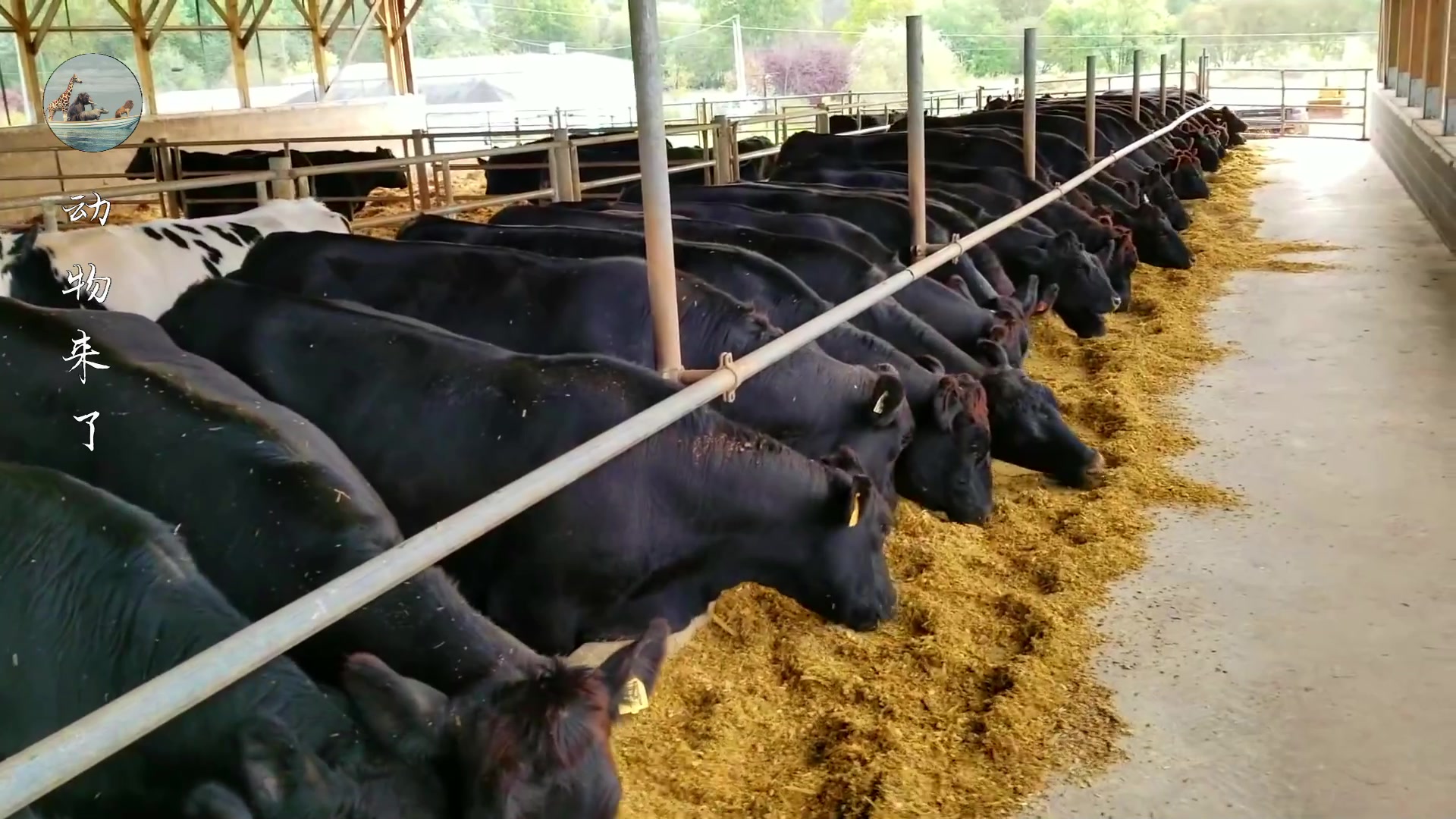 牛肉源头供应链怎样挣钱,养牛30年不赔钱的秘诀