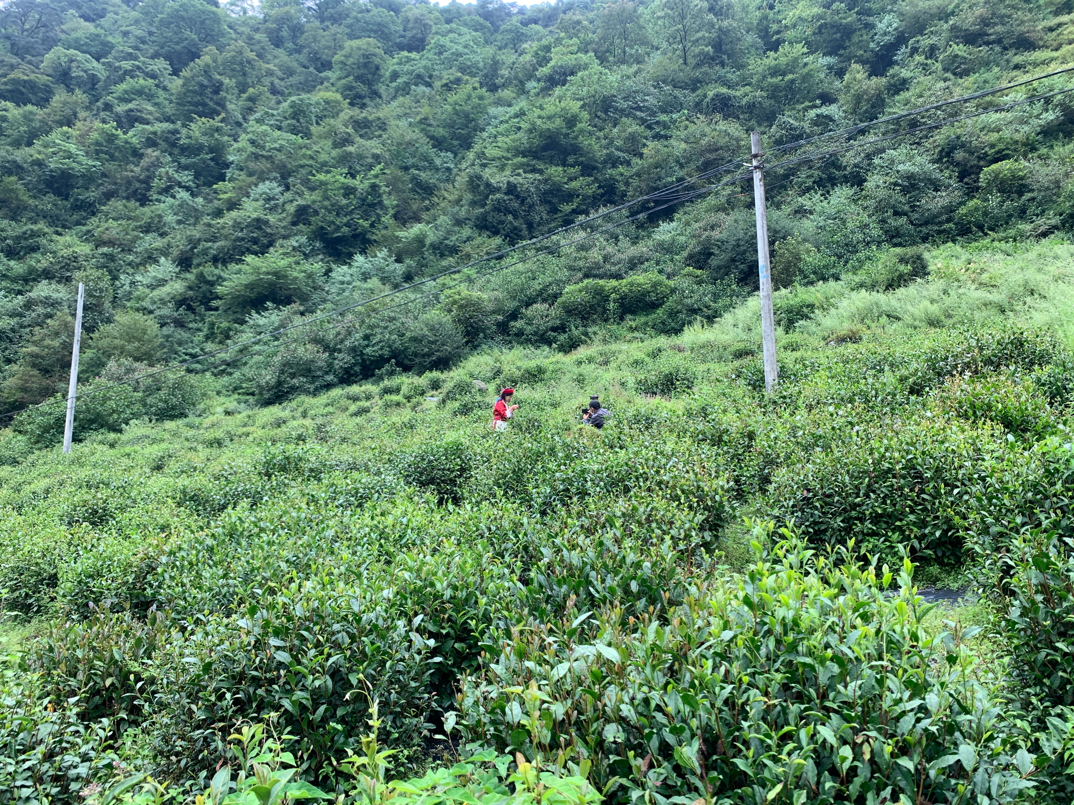云南最高海拔的茶叶,海拔最高的茶叶产地在哪里
