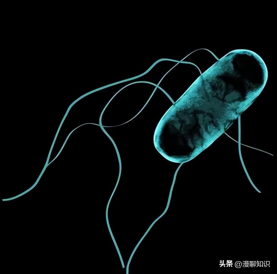 沙门氏杆菌遇高温能消灭吗,沙门氏菌对营养要求高吗