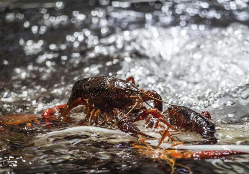 原始森林里面的蚂蟥有天敌吗,蚂蟥有什么天敌