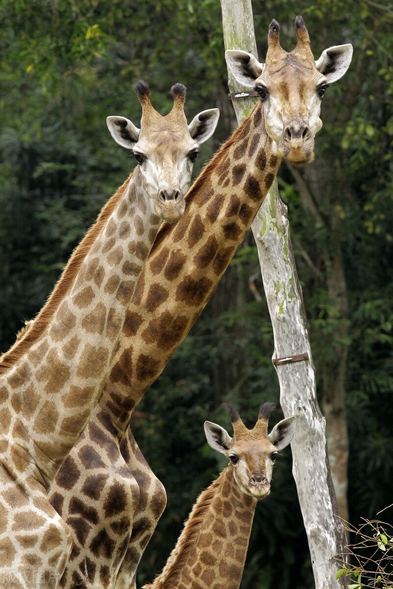 新加坡夜间野生动物园,新加坡野生动物园哪些值得看
