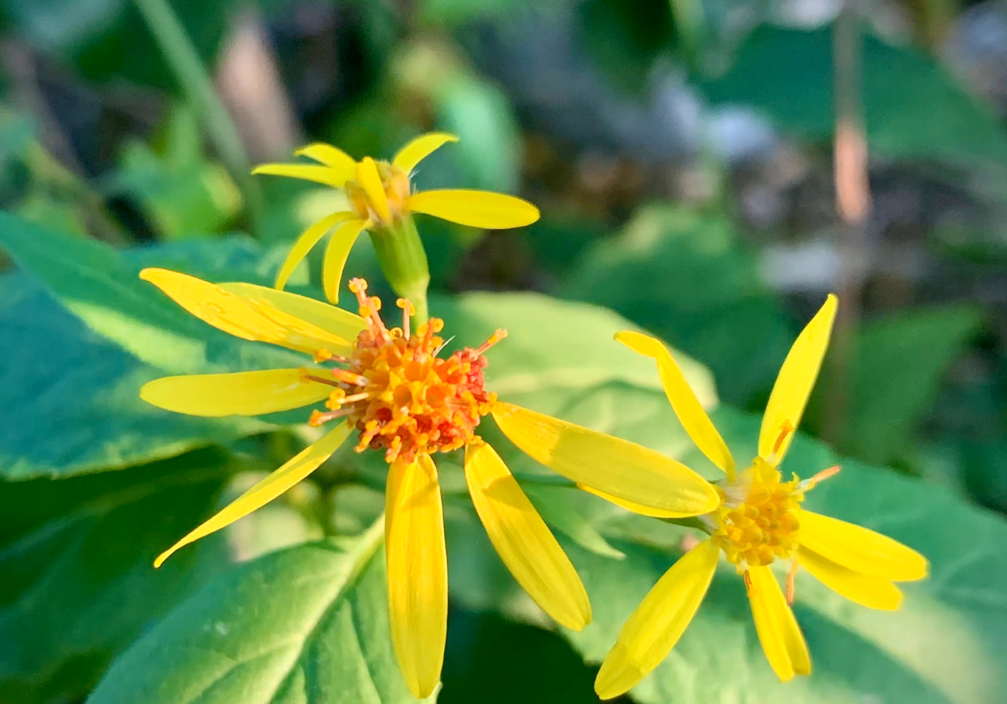 花朵不美，于是开在百花未开之际，方可招引蜂蝶，美丽不可及