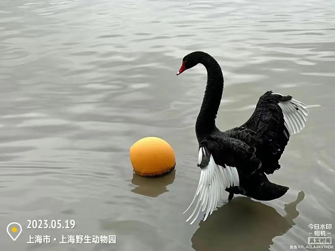 上海野生动物园和上海动物园,上海野生动物园过年营业时间
