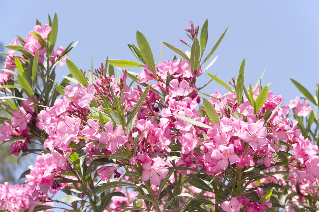 世界各国的国花都是什么,世界各国的国花都是什么花