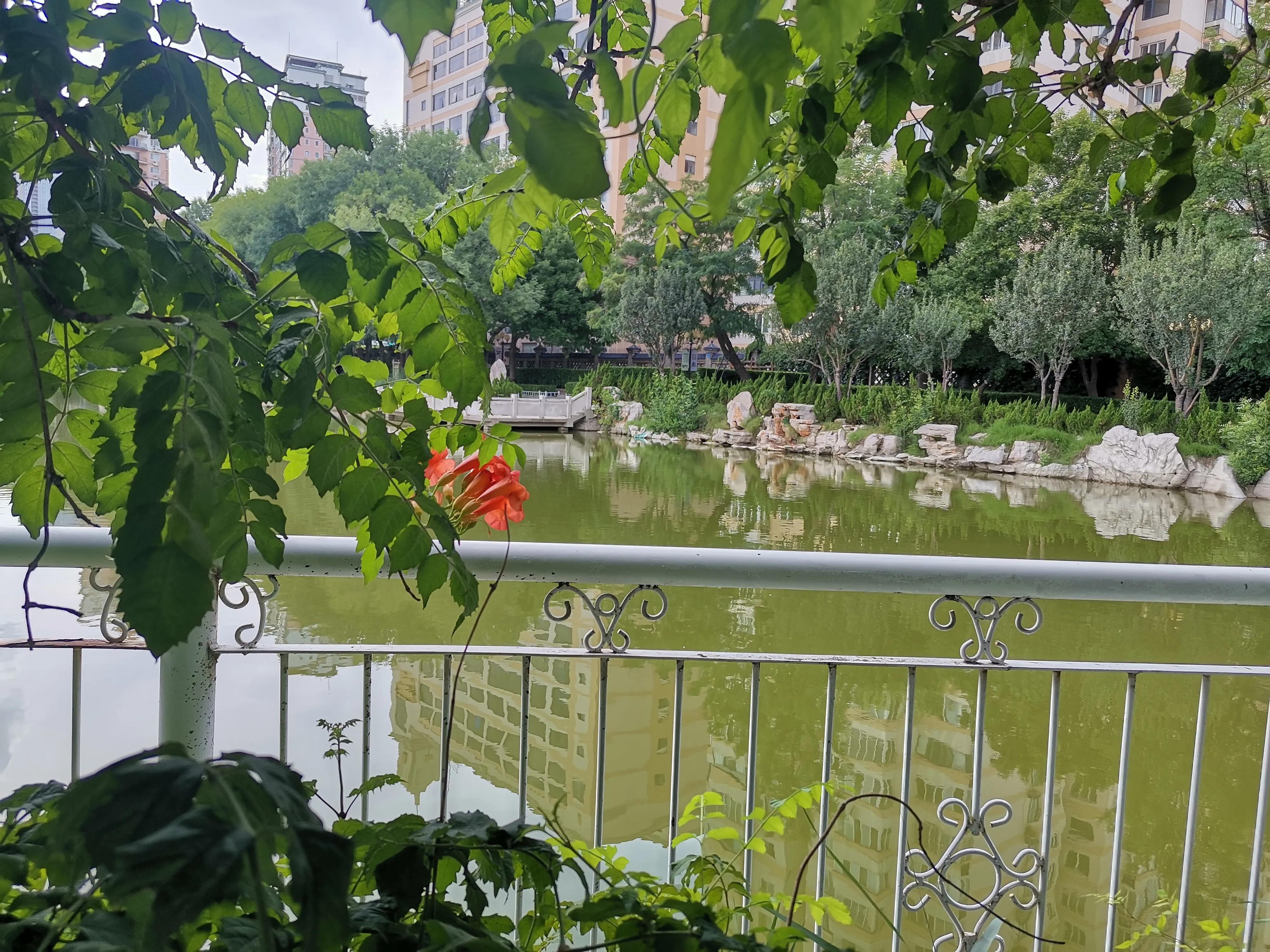 天津水上公园赏荷花看睡莲,天津水上公园荷花几月开花