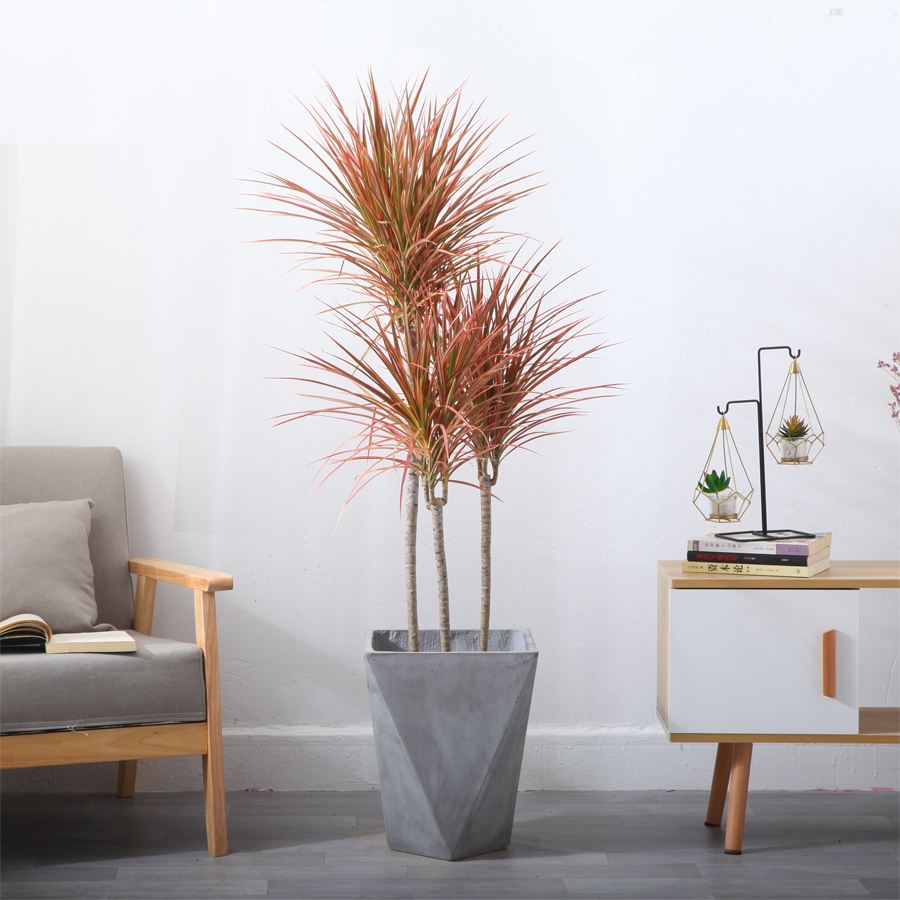 巴西木树好不好养,巴西木养的时间长了为什么要黑腐