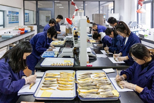 每年放流大黄鱼,现在野生的大黄鱼是以前放流的吗