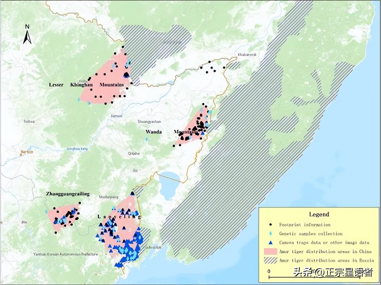 全球老虎数量增加,全球虎还剩多少
