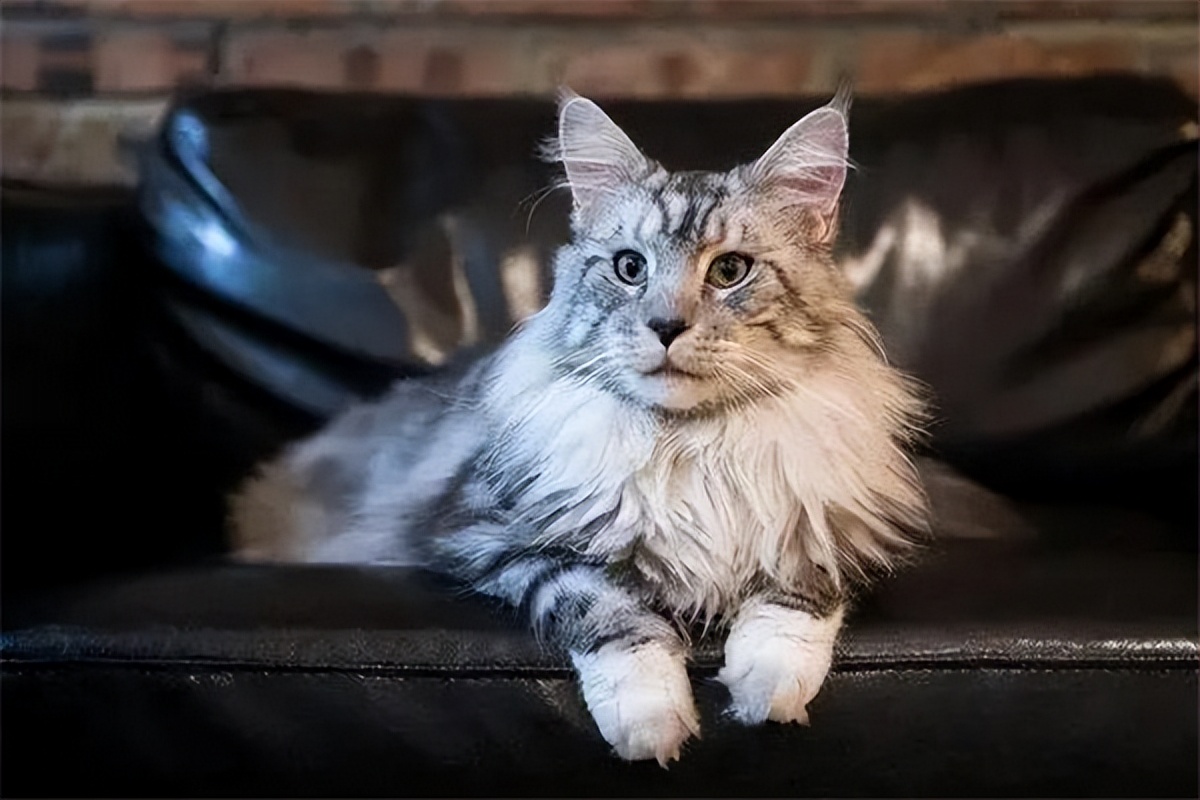 缅因猫兽多少钱一只,大型缅因猫价格多少钱一只