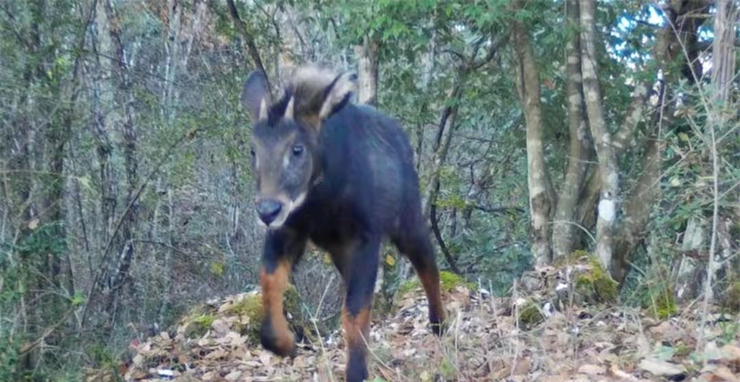 湖北省天马,湖北出现多只神兽天马