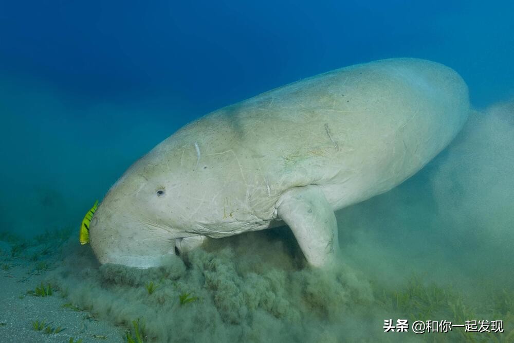 青蛙透明血管,青蛙有无血管