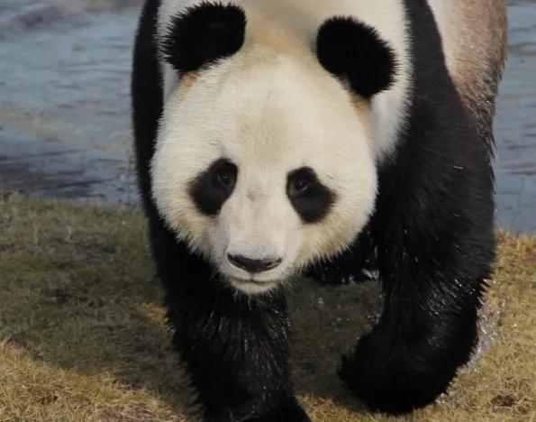 熊猫界几大家族,熊猫的种类有多少种