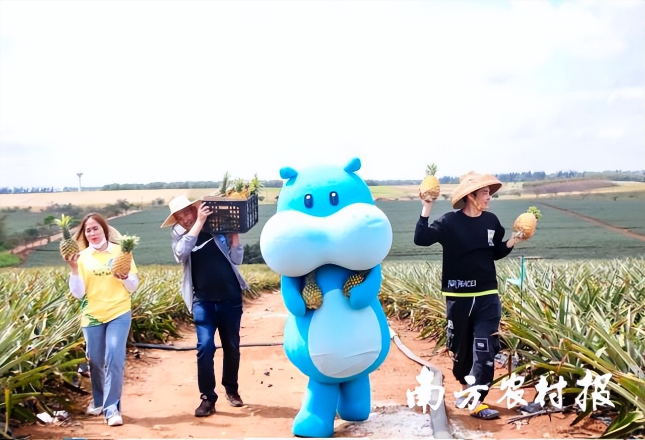 徐闻菠萝“百千直播”模式，县域电商营销培训一体化样板|数字强农“七个一百”标杆案例⑦