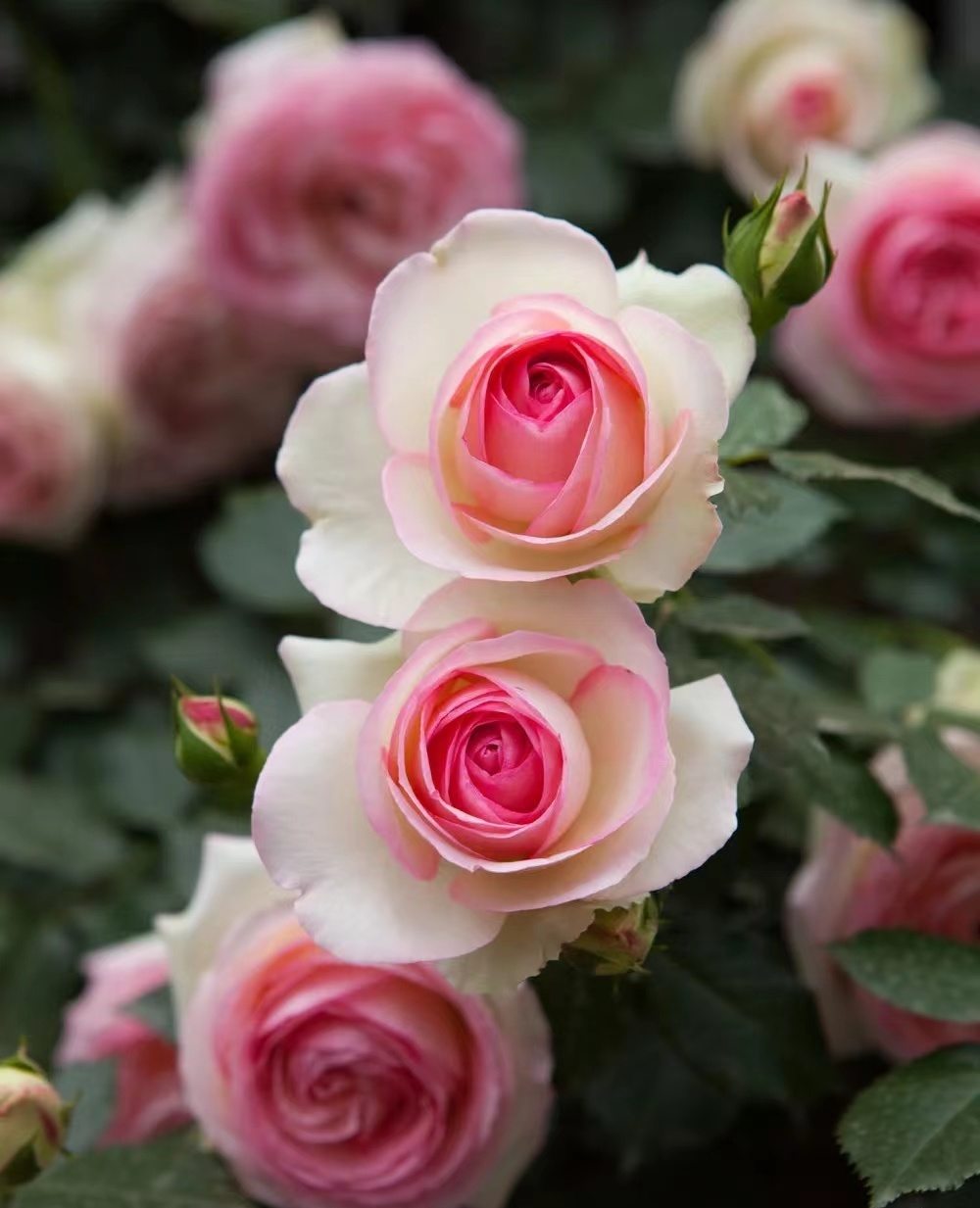 分手后女方索要补偿费,分手后女方要求男方退还所有的钱