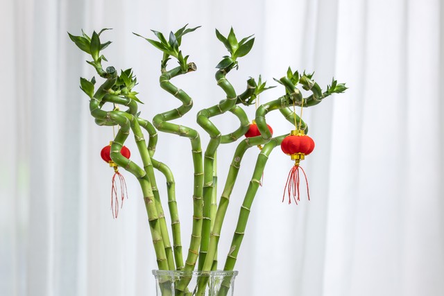 家里养富贵竹放哪个位置好,富贵竹摆放在家中什么地方最旺财