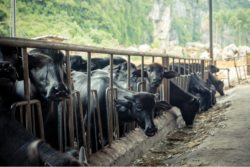 借力天猫超市，水牛奶新贵“亿小瓶”618卖爆了