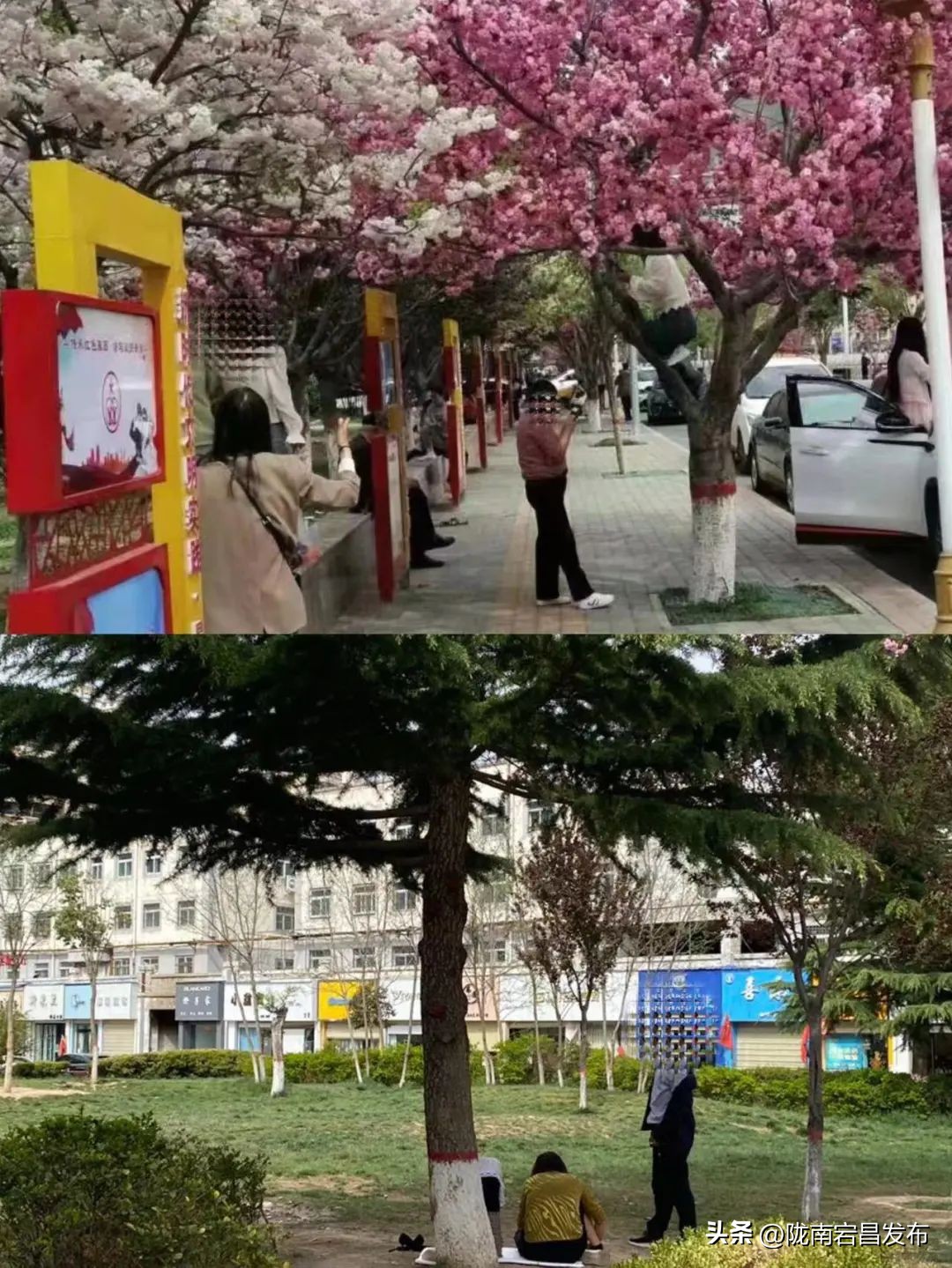 春风十里文明赏花倡议书,文明赏花从我做起倡议书