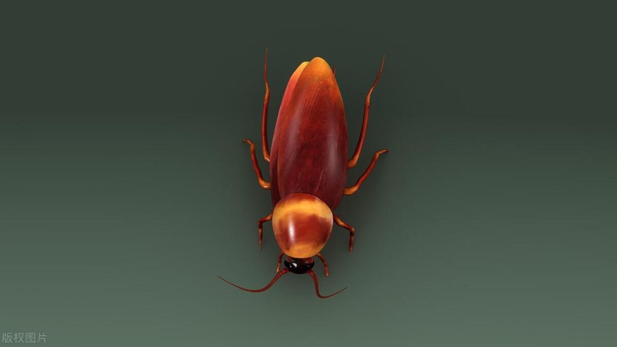 蟑螂最怕3个克星怎么样消灭蟑螂,怎么杀蟑螂最有效果蟑螂克星