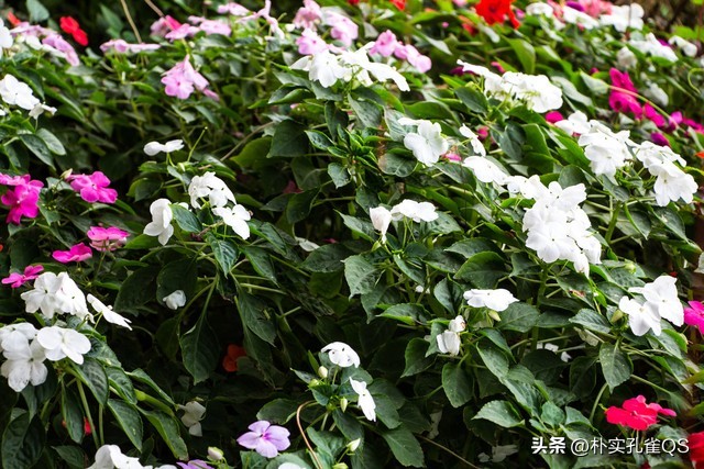 凤仙花种子,凤仙花怎么养