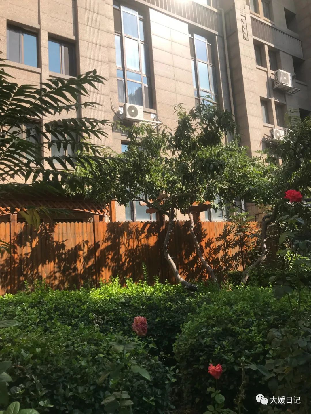 大媛减肥日记,大媛的减脂日记