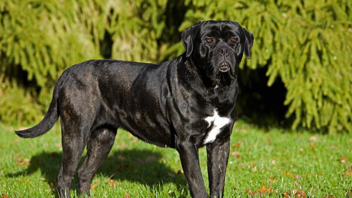 卡斯罗犬厉害吗值得养吗,卡斯罗犬容易饲养吗易得病吗