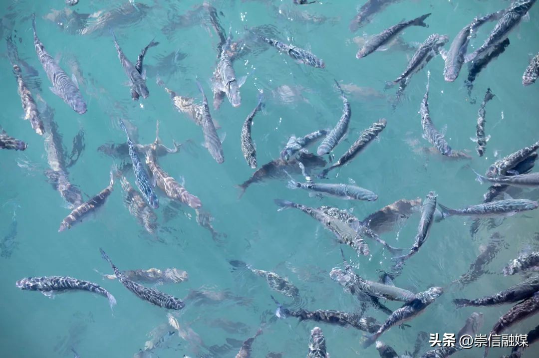 这7种鱼吃了好处多,这些鱼吃起来很鲜嫩