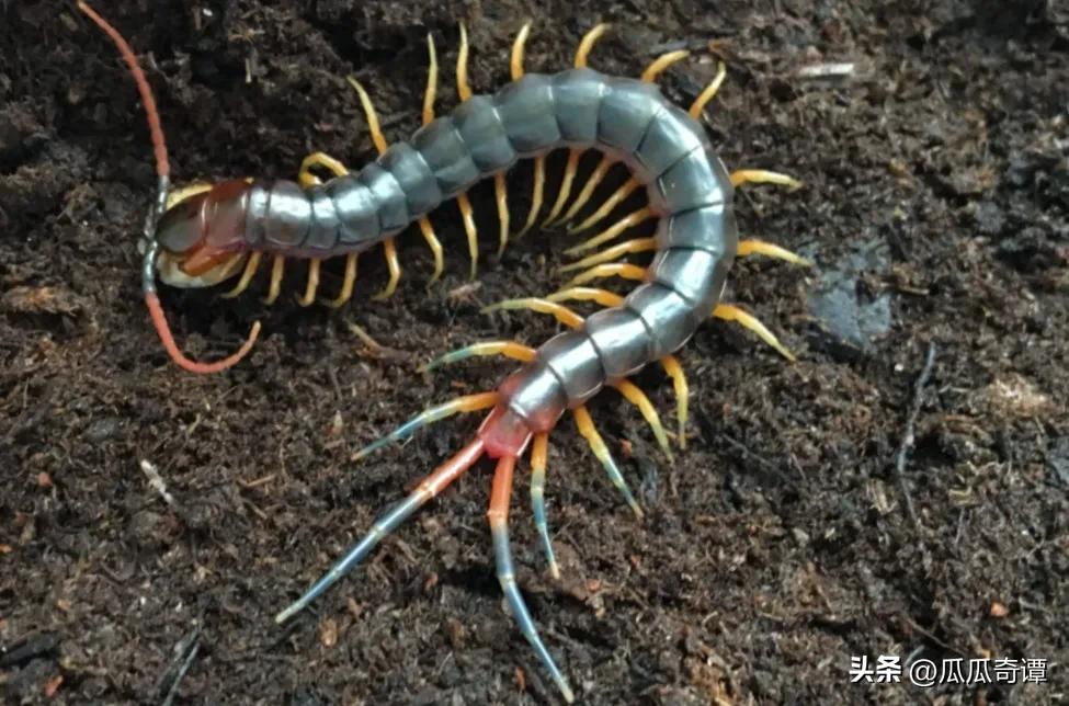 武汉惊现入侵巨人蜈蚣物种,海关查获活体巨人蜈蚣怎么处理的