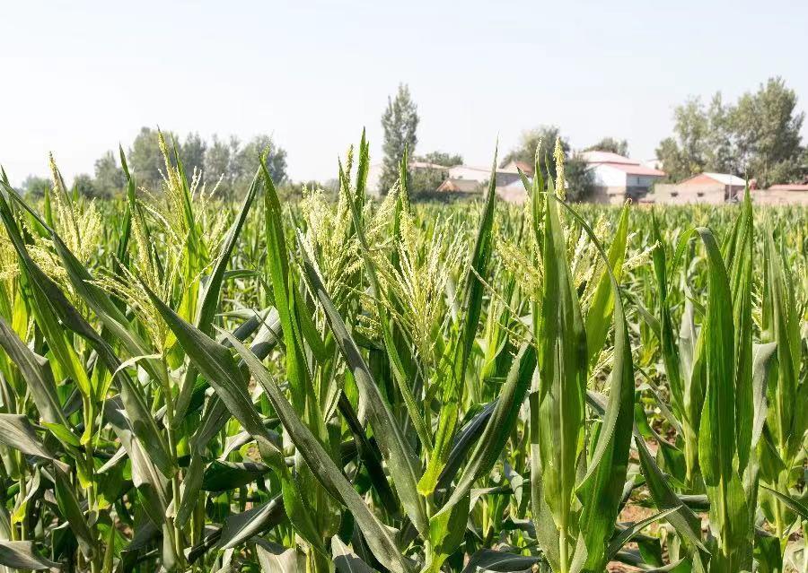 河南重大公益性科研专项防控“幺蛾子”效果显著