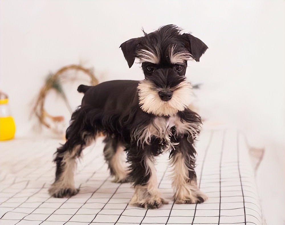 雪纳瑞断尾有什么好处,养雪纳瑞犬的好处和坏处